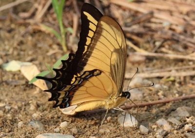 Heraclides androgeus epidaurus; Androgeus Swallowtail