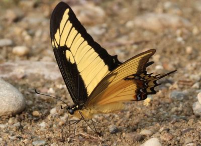 Heraclides androgeus epidaurus; Androgeus Swallowtail
