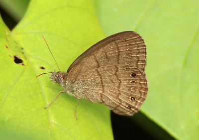 Hermeuptychia Satyr species