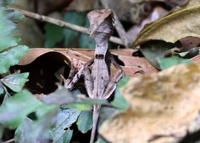 Hernandezs Helmeted Basilisk 