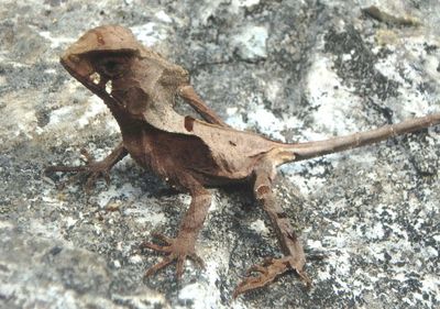 Reptiles and Amphibians