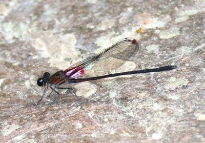 Hetaerina Rubyspot species; male