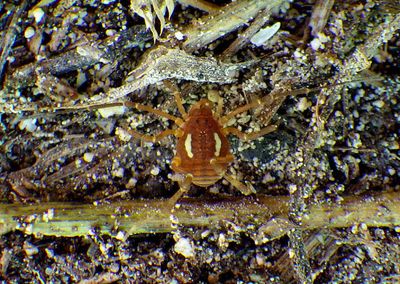 Holovonones compressus; Harvestman species