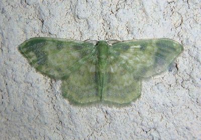 Hydata satisfacta; Emerald Moth species