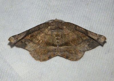 Hygrochroma Geometrid Moth species