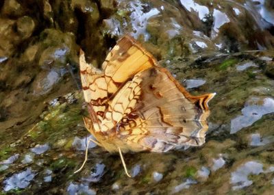 Hypanartia lethe; Orange Mapwing