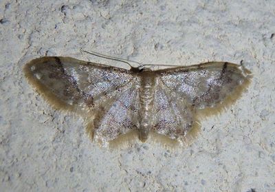 Idaea Geometrid Moth species