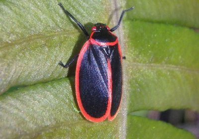 Iphirhina limbata; Spittlebug species