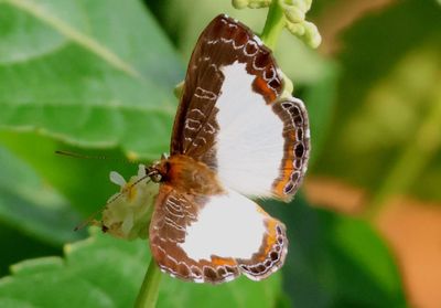 Juditha caucana; Common Lemmark