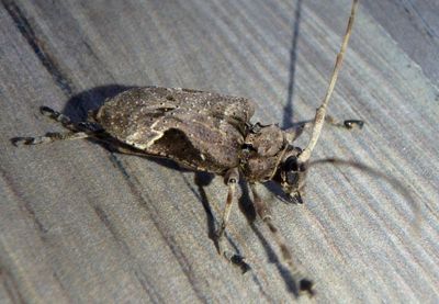 Lagocheirus araneiformis; Spider Longhorn Beetle