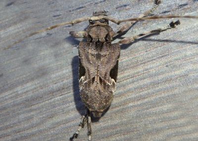 Lagocheirus araneiformis; Spider Longhorn Beetle