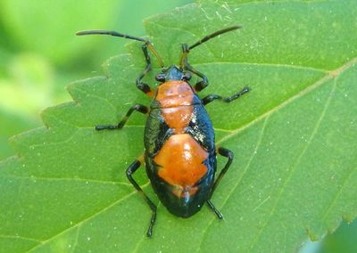 Largus maculatus; Mexican Bordered Plant Bug nymph