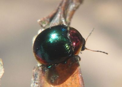 Leaf Beetle species