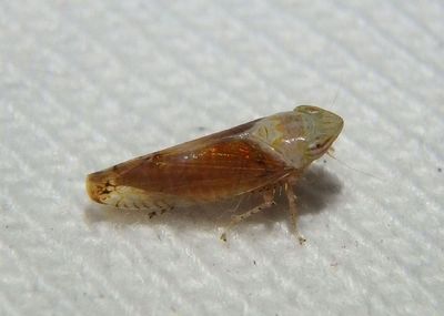 Scaphytopius Leafhopper species