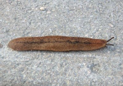 Leidyula moreleti; Tan Leatherleaf Slug