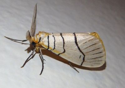 Leuculodes raspa; Hooktip Moth species