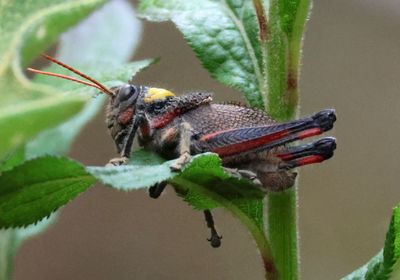 Liladownsia fraile; Grasshopper species