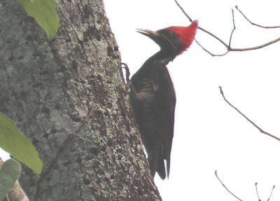 Lineated Woodpecker