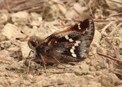 Lon monticola; Oyamel Skipper
