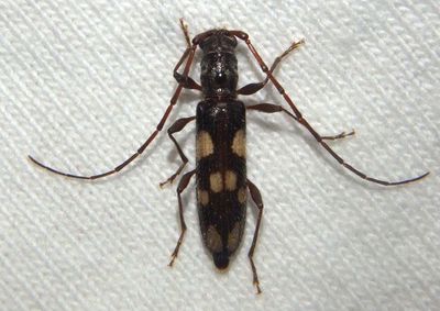 Longhorn Beetle species