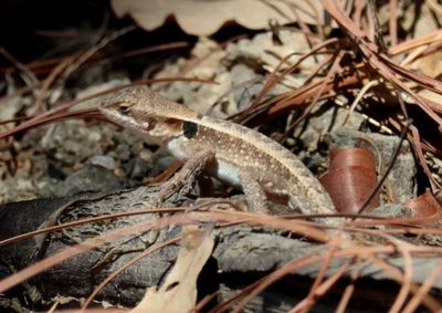Longtail Spiny Lizard 