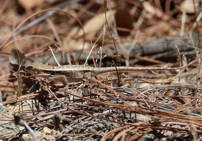 Longtail Spiny Lizard 