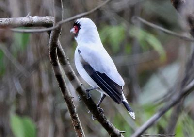 Masked Tityra; male