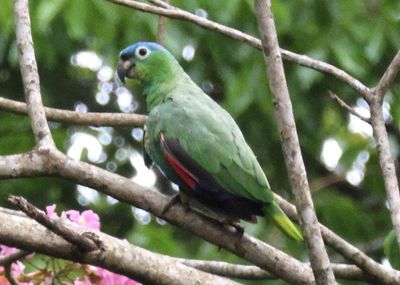 Mealy Parrot