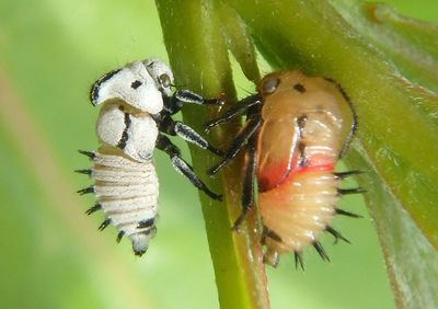 Membracis mexicana; Mexican Treehopper nymphs