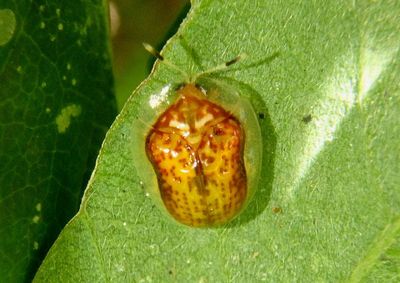 Microctenochira hectica; Tortoise Beetle species