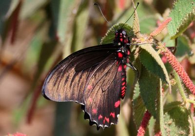 Mimoides phaon; Variable Swallowtail