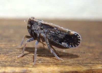 Monorachis Cixiid Planthopper species