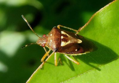 Mormidea collaris; Stink Bug species