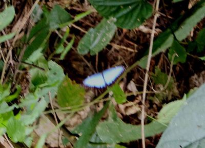 Morpho helenor; Common Morpho