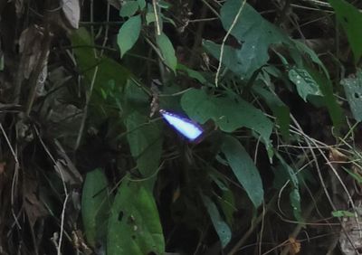Morpho helenor; Common Morpho