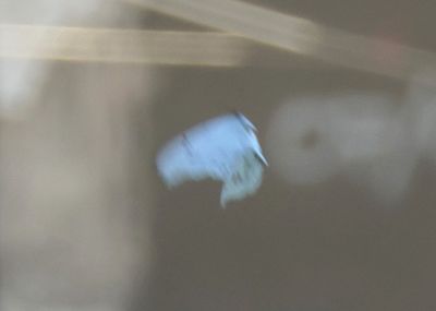 Morpho polyphemus; White Morpo