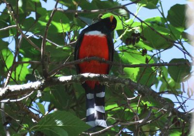 Mountain Trogon; male