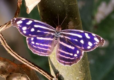Myscelia cyaniris; Whitened Bluewing