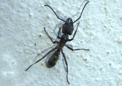 Neoponera villosa; Hairy Panther Ant