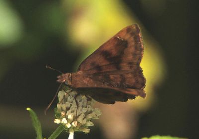 Nisoniades bromias; Purplish Tufted-Skipper