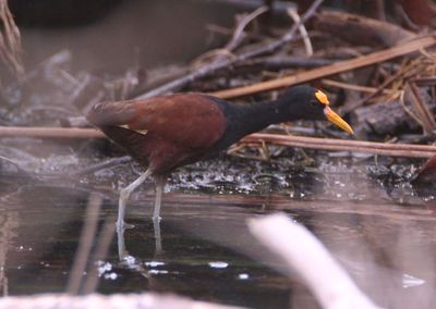 Northern Jacana