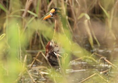 Northern Jacana; subadult
