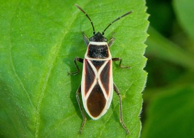 Ochrostomus pulchellus; Seed Bug species