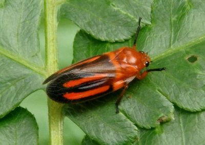 Ocoaxo lineatus; Spittlebug species