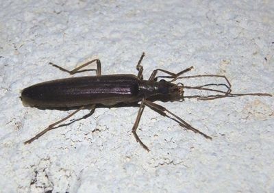 Oedemeridae False Blister Beetle species