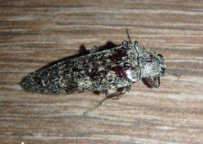 Oistus cacicus; Click Beetle species