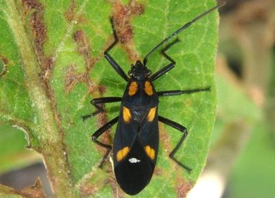 Oncopeltus sexmaculatus; Six-spotted Milkweed Bug