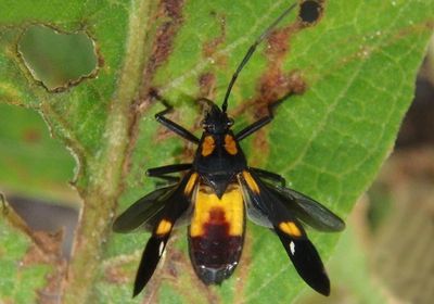 Oncopeltus sexmaculatus; Six-spotted Milkweed Bug