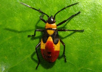 Oncopeltus sexmaculatus; Six-spotted Milkweed Bug nymph