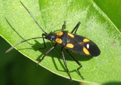 Oncopeltus sexmaculatus; Six-spotted Milkweed Bug